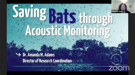 bat acoustic testing bristol